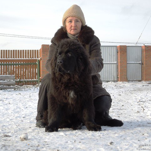 Фото: ньюфаундленд Super Premium Ular (Супер Премиум Улар)