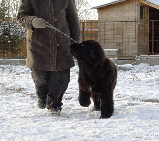 Фото: ньюфаундленд Super Premium Ular (Супер Премиум Улар)