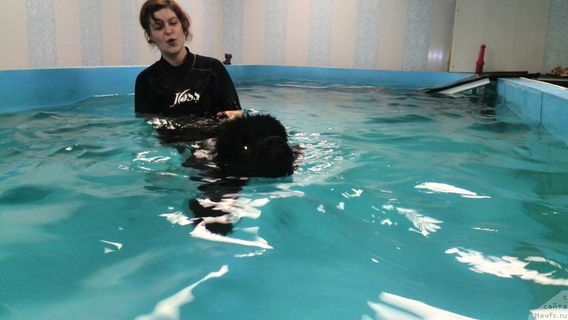 Фото: ньюфаундленд Belkonder-Klab YA Burbon (Белкондер-Клаб Я Бурбон)