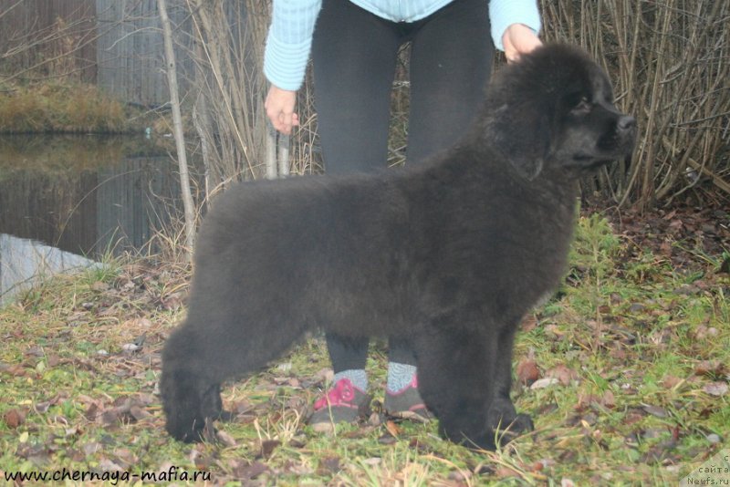 Фото: ньюфаундленд Chernaya Mafia Аngel Among Us (Черная Мафия Ангел Амонг Ус)