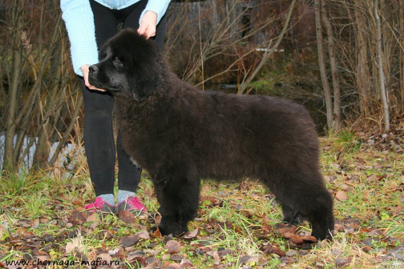 Фото: ньюфаундленд Chernaya Mafia Аngel Among Us (Черная Мафия Ангел Амонг Ус)