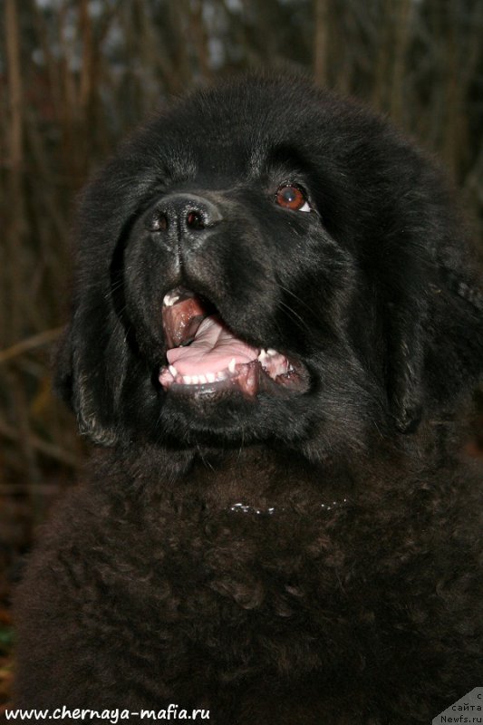 Фотография № 195896