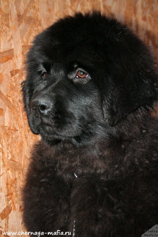 Фотография № 195898