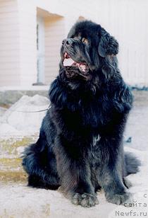 Фото: ньюфаундленд Velikiy Medved Beloved By All (Великий Медведь Билавд Бай Олл)