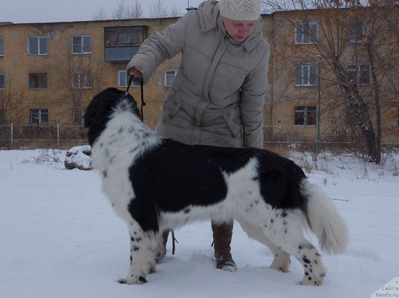 Фото: ньюфаундленд Mag Ispolin Onega (Маг Исполин Онега)