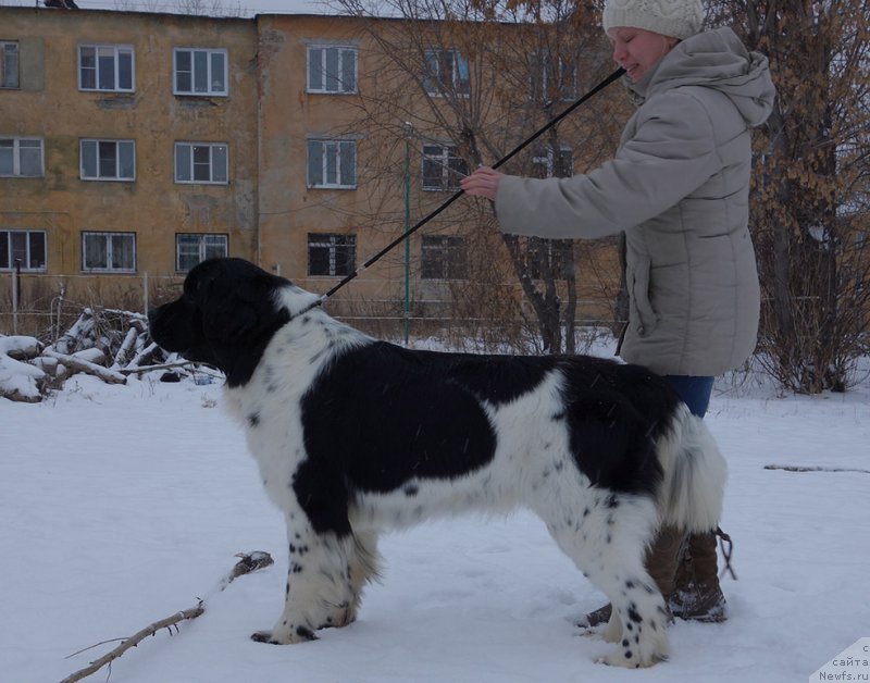 Фото: ньюфаундленд Mag Ispolin Onega (Маг Исполин Онега)