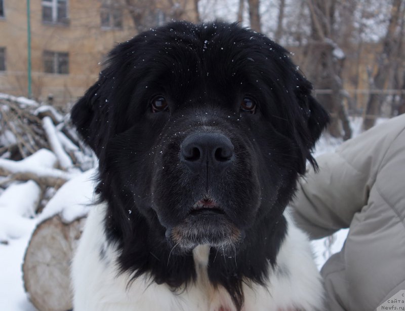 Фото: ньюфаундленд Mag Ispolin Onega (Маг Исполин Онега)