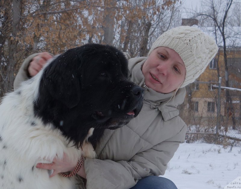 Фото: ньюфаундленд Mag Ispolin Onega (Маг Исполин Онега), и, Elena Gorbunova (Елена Горбунова)