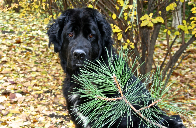 Фото: ньюфаундленд Jetem Fiona Armani (Жетем Фиона Армани)