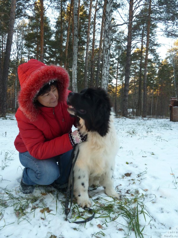 Фото: ньюфаундленд Kiss Princess Dreamblack