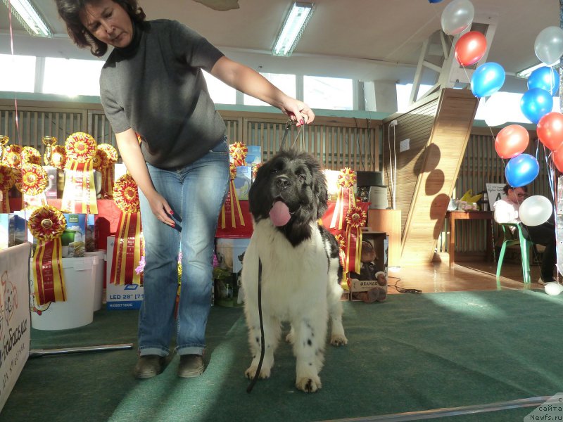 Фото: ньюфаундленд Kiss Princess Dreamblack