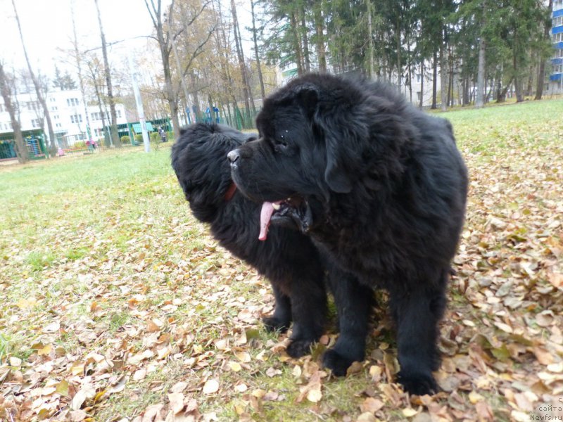 Фото: ньюфаундленд Stardi Collection Vikont (Старди Коллекшн Виконт)