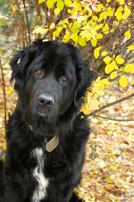 Фото: ньюфаундленд Jetem Fiona Armani (Жетем Фиона Армани)