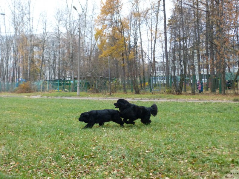 Фото: ньюфаундленд Stardi Collection Vikont (Старди Коллекшн Виконт), ньюфаундленд Ariadna Veik (Ариадна Вейк)