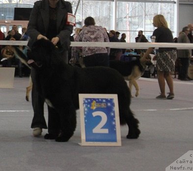 Фото: ньюфаундленд Super Bizon Liliman (Супер Бизон Лилимэн)