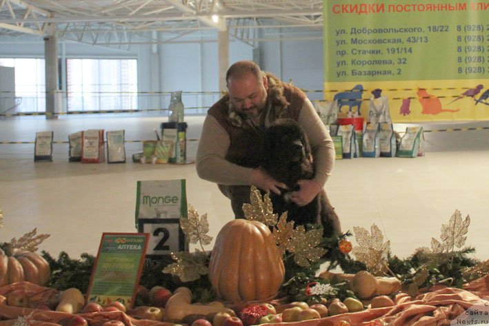 Фото: ньюфаундленд Zherar s Berega Dona (Жерар с Берега Дона)