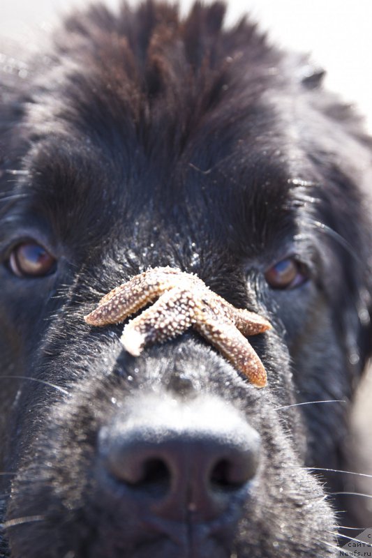 Фото: ньюфаундленд Dar Svezy Bona Fides (Дар Свезы Бона Фидес)