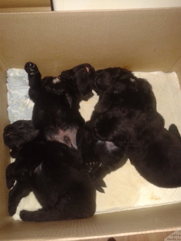 Фото: Elena Zurahova (Елена Зурахова), ньюфаундленд Kalina Krasnaya iz Antagrada (Калина Красная из Антаграда)