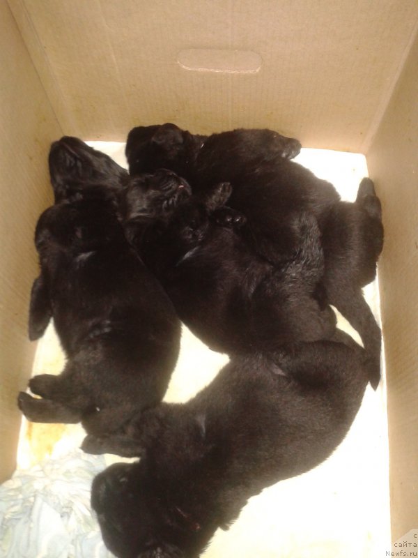 Фото: Elena Zurahova (Елена Зурахова), ньюфаундленд Kalina Krasnaya iz Antagrada (Калина Красная из Антаграда)