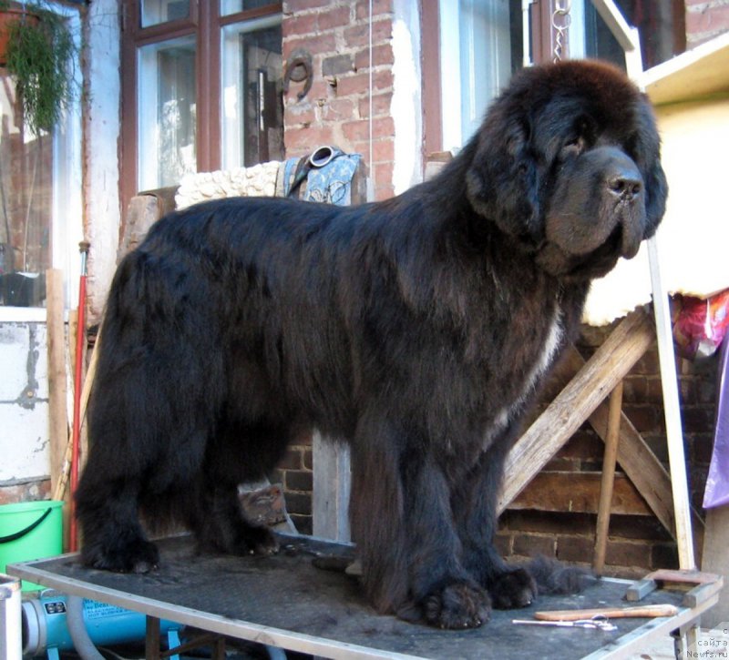 Фото: ньюфаундленд Aristarh Vyaliki Myadzvedz' (Аристарх Вялiкi Мядзведзь)
