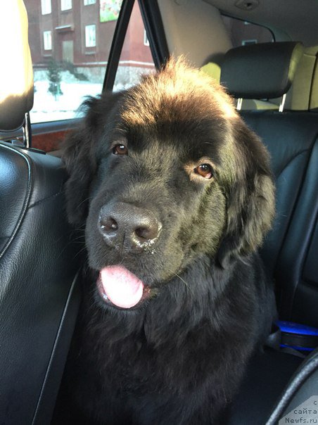 Фото: ньюфаундленд Smigar YUliks Solnechnyiy (Смигар Юликс Солнечный)
