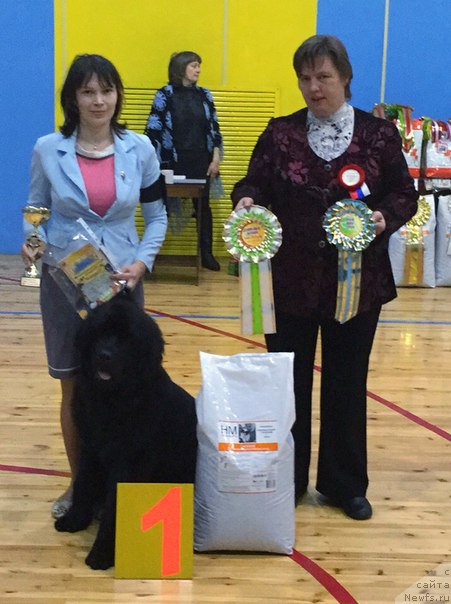 Фото: ньюфаундленд Smigar YUliks Solnechnyiy (Смигар Юликс Солнечный), Lyudmila Kudryavceva (Людмила Кудрявцева)