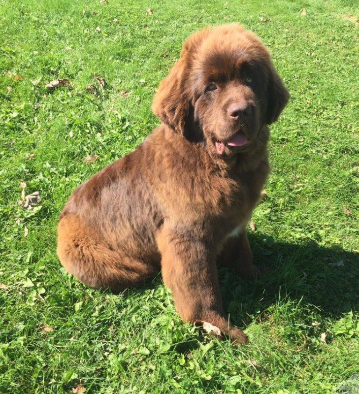 Фотография № 195993