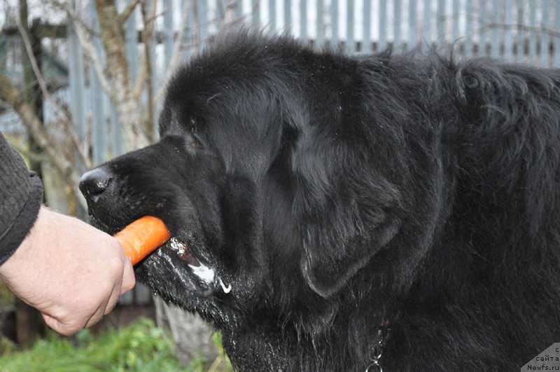 Фото: ньюфаундленд Beguschaya po Volnam Shaman (Бегущая по Волнам Шаман)