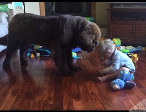 Фото: ньюфаундленд Eti s Berega Dona (Ети с Берега Дона)