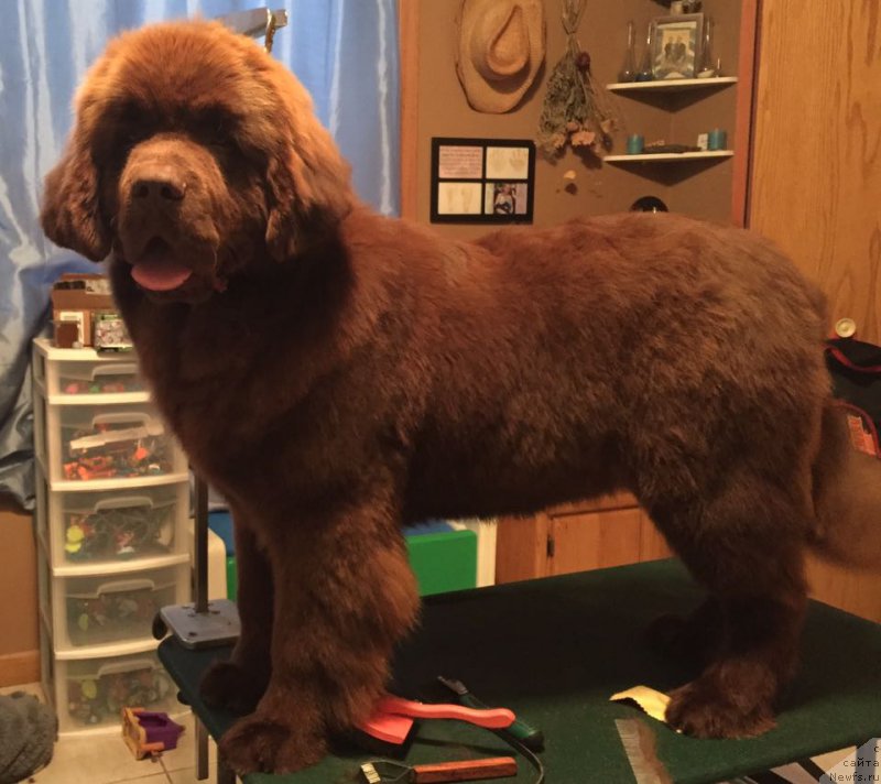 Фото: ньюфаундленд Eti s Berega Dona (Ети с Берега Дона)