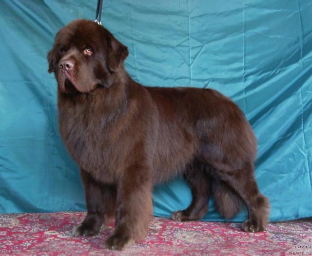 Фото: ньюфаундленд Ais Cream Ambassador