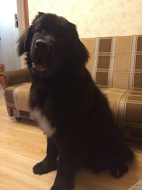 Фотография № 196000