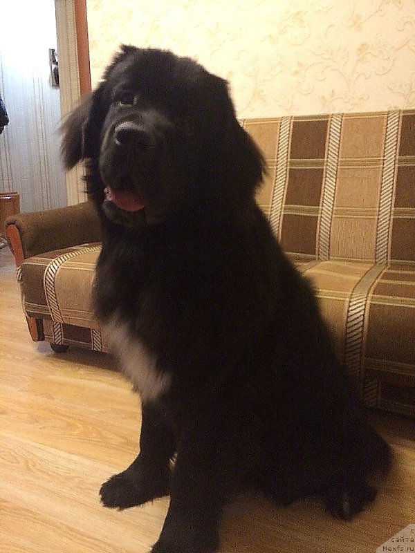 Фото: ньюфаундленд Lyuk Skayvoker (Люк Скайвокер)