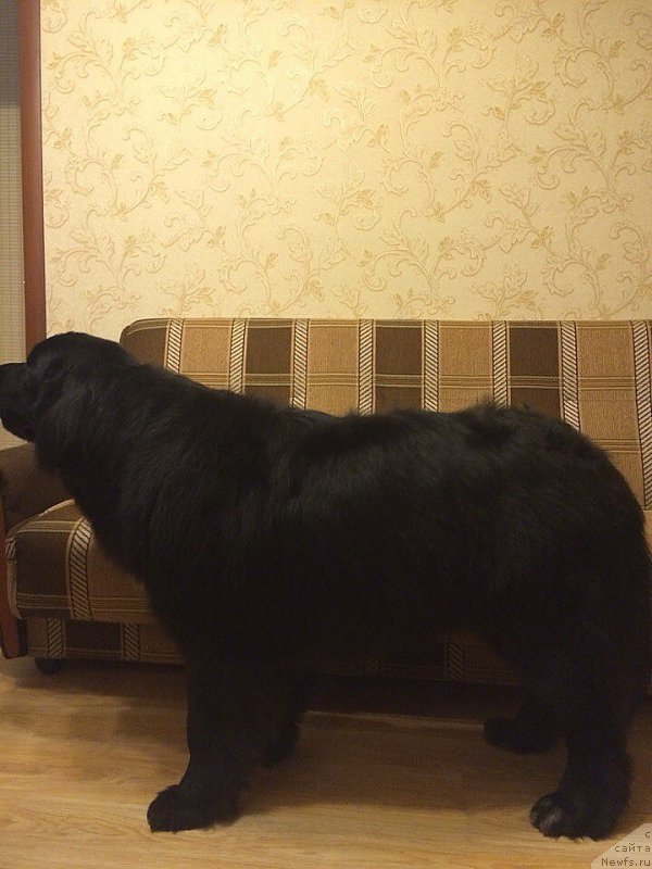 Фотография № 196002