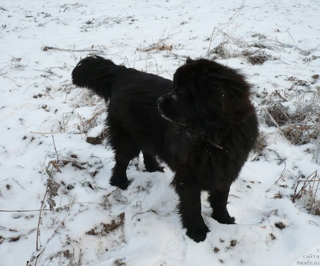 Фото: ньюфаундленд N'yufort V'yuga Snejnaya (Ньюфорт Вьюга Снежная)