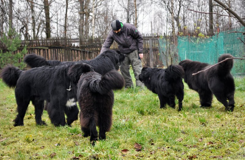 Фотография № 196020