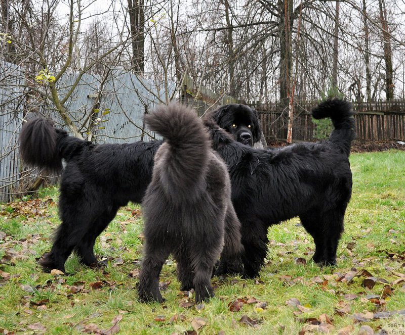 Фотография № 196023