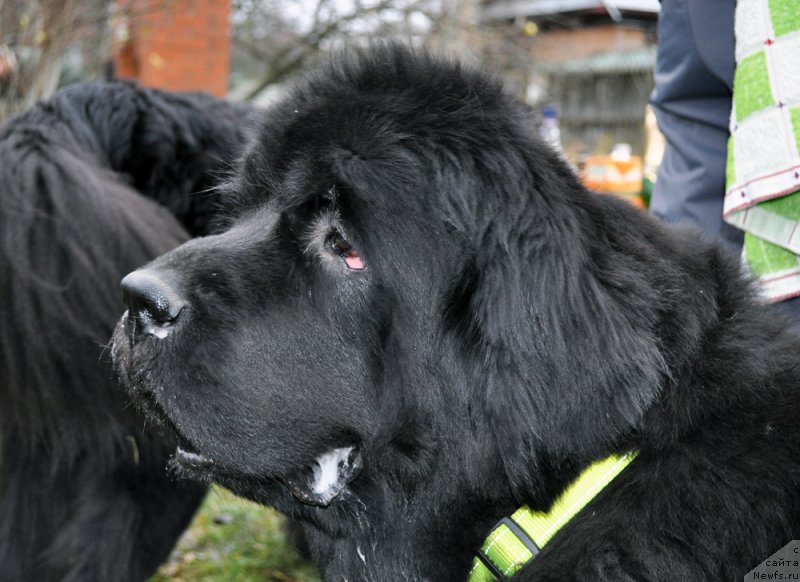 Фотография № 196026