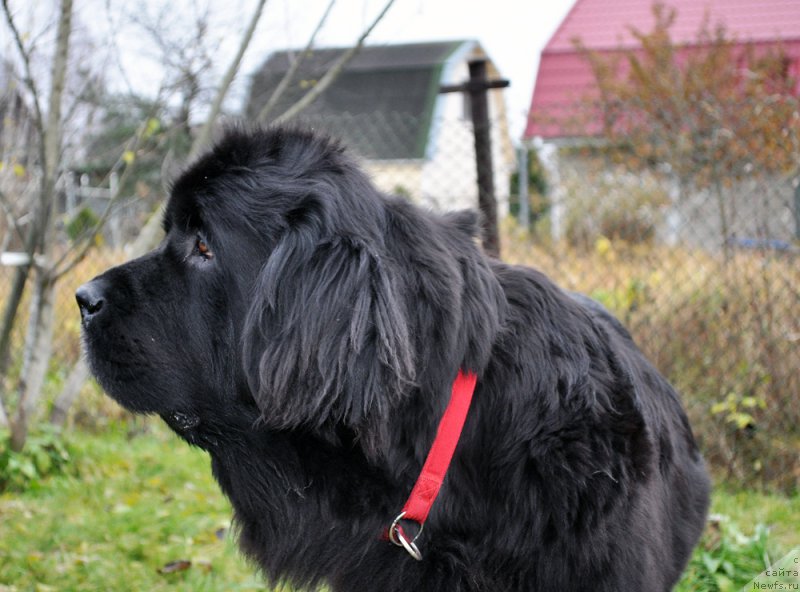 Фото: ньюфаундленд Beguschaya po Volnam Harizma (Бегущая по Волнам Харизма)