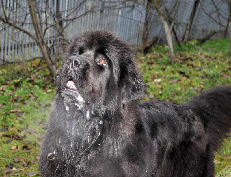 Фотография № 196031