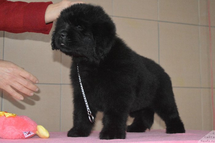 Фото: ньюфаундленд Osenina iz Antagrada (Осенина из Антаграда)