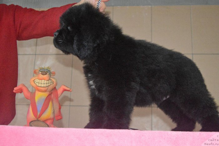 Фото: ньюфаундленд All Right is Antagrada (Олл Райт из Антаграда)