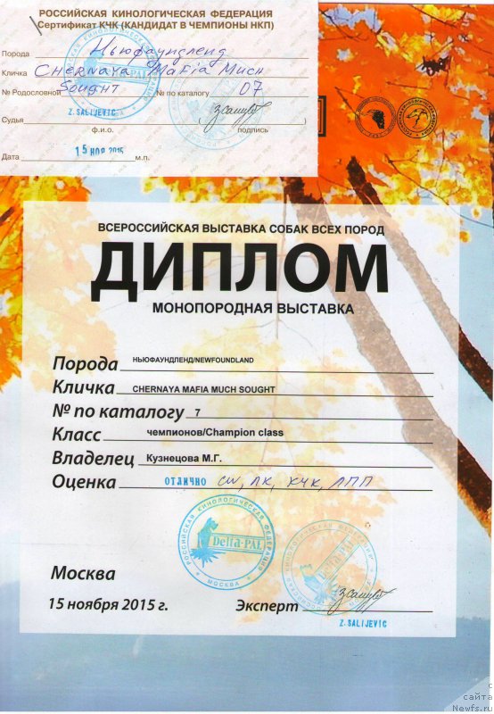 Фото: ньюфаундленд Chernaya Mafia Much Sought (Черная Мафия Муч Соугхт)