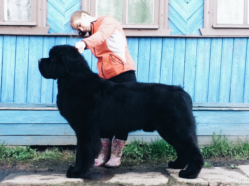Фото: ньюфаундленд Smigar Liverpulsiy Chetvertak (Смигар Ливерпульский Четвертак)
