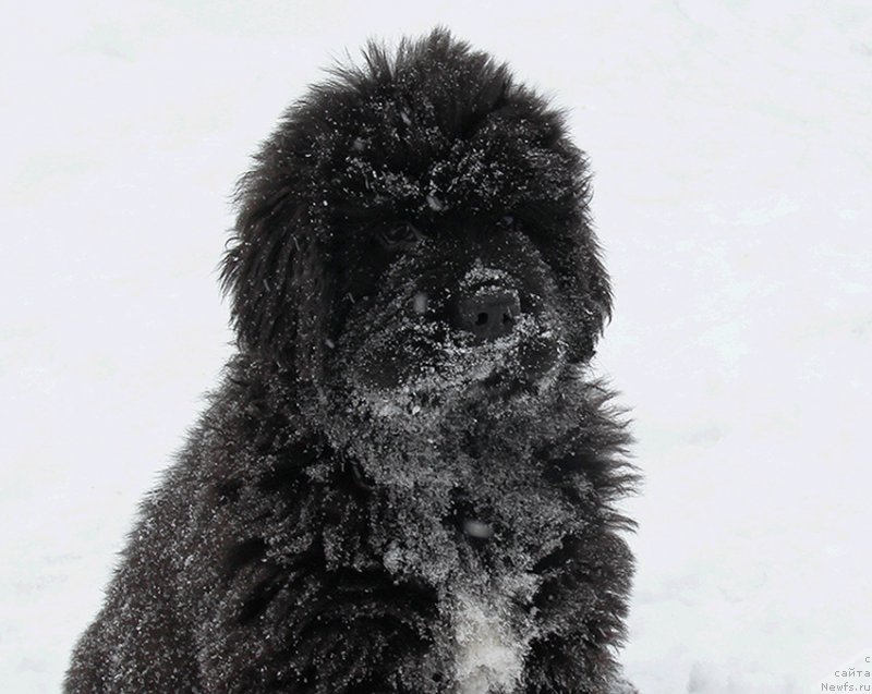 Фотография № 196061