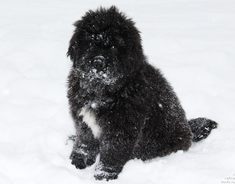 Фотография № 196063