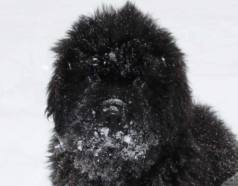 Фотография № 196064