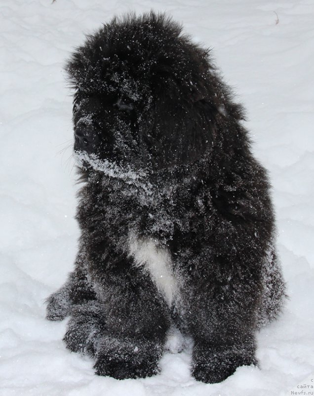 Фотография № 196065