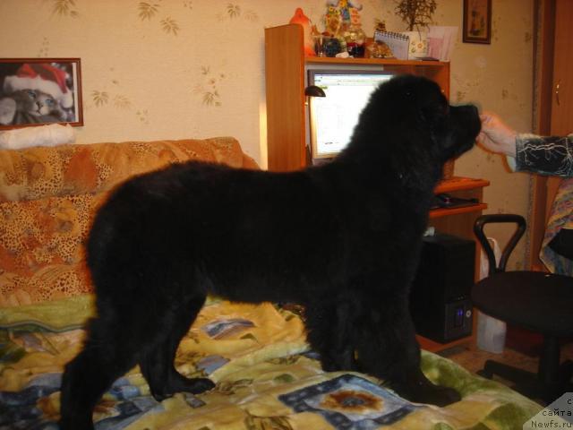 Фото: ньюфаундленд Smigar Imperiya Strasti (Смигар Империя Страсти)