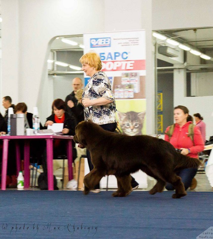Фото: ньюфаундленд N'yufort Vashe Velichestvo Brabus (Ньюфорт Ваше Величество Брабус)